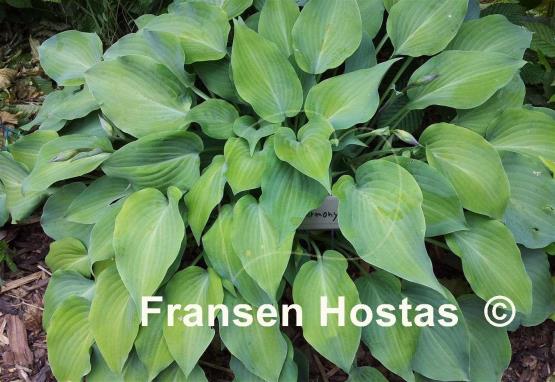 Hosta Harmony